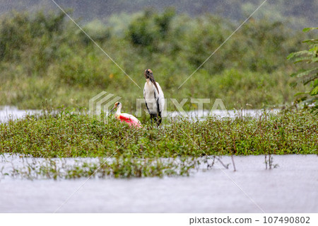 Wood stork - Mycteria americana. Refugio de Vida Silvestre Cano Negro, Wildlife and bird watching in Costa Rica. 107490802