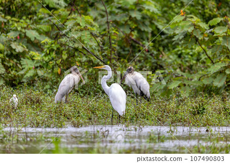 Great egret - Ardea alba, Refugio de Vida Silvestre Cano Negro, Wildlife and birdwatching in Costa Rica. 107490803