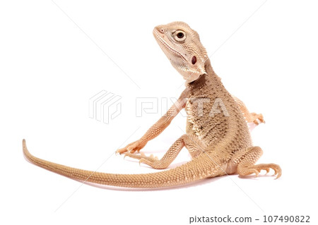Bearded Dragon Zero HET Hypo Bearded Dragon Zero HET Hypo 107490822