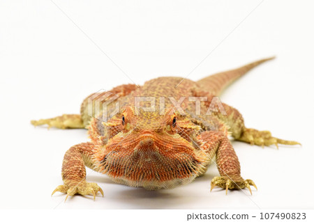 Sumo exclamation! A bearded dragon poised Sumo exclamation! A bearded dragon poised 107490823