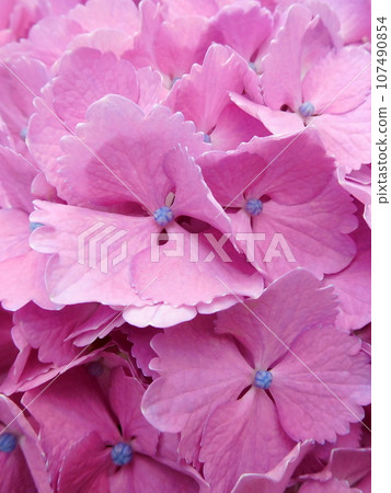 Hydrangea Hydrangea Beautiful calyx and blue bud gradation 107490854