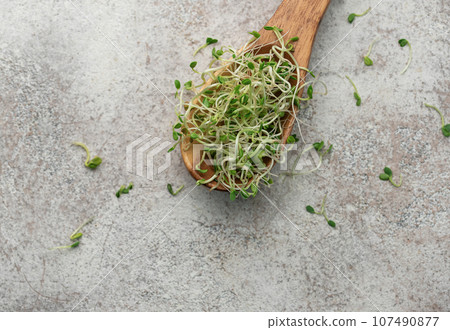 Microgreens grown in a jar. 107490877