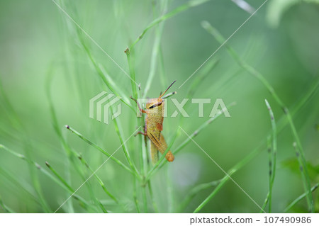 Patanga japonica larva Patanga japonica larva 107490986