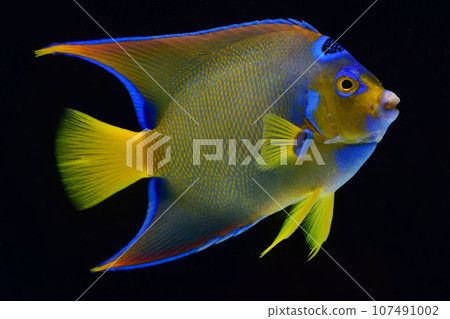queen angel of the sea 107491002