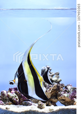 摩爾魚在水族館裡游泳 107491003