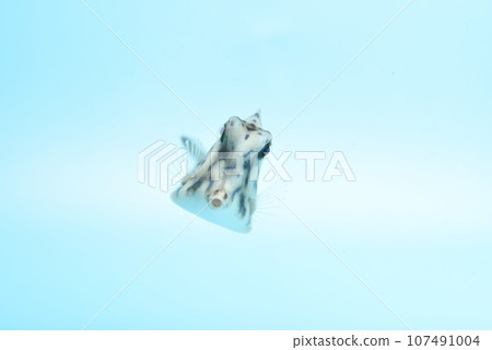 小嘴箱魨 小嘴箱魨 107491004