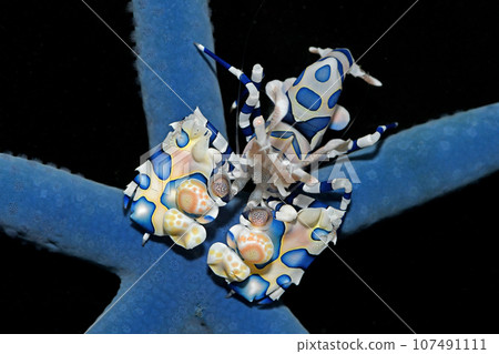 藍色海星和油炸蝦 107491111