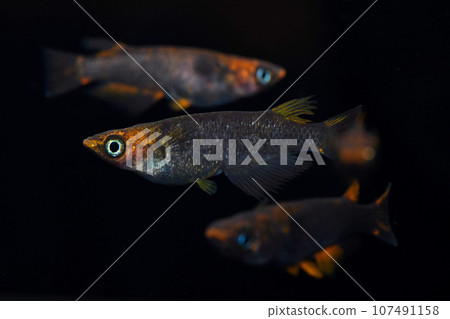 Astringent medaka (Type 5 type R GOD medaka) 107491158