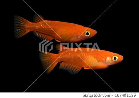 楊貴妃鱂魚一對 107491159