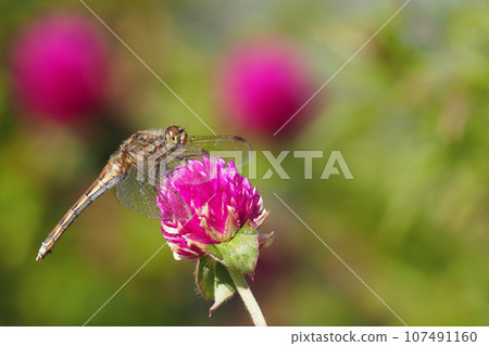 Akiakane (female) perching on a flower of a cypress flower 107491160