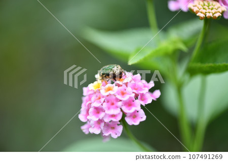 Hanamuri and lantana Hanamuri and lantana 107491269