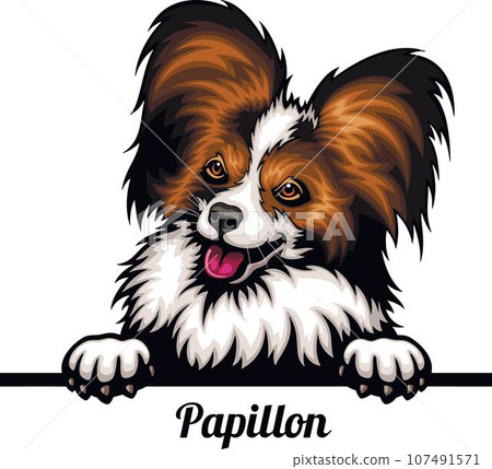 Papillon - Color Peeking Dogs - breed face head isolated on white Papillon - Color Peeking Dogs - breed face head isolated on white 107491571