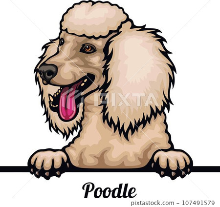 Poodle - Color Peeking Dogs - breed face head isolated on white 107491579