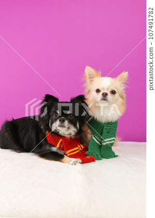 Two chihuahuas wearing different colored scarves 107491782