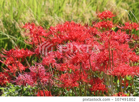 稻田間小路盛開的文殊菩薩 107491802