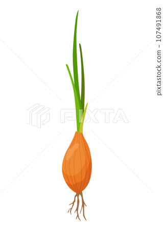 Onion vegetables growing. Plant showing root structure. Farm product for restaurant menu or market label. Organic and healthy food 107491868