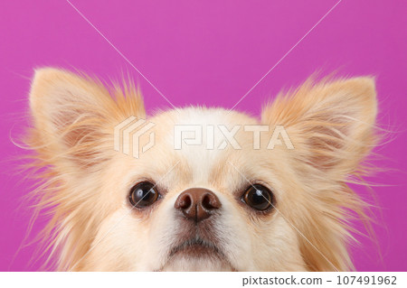 Cream colored chihuahua face close up against purple background 107491962