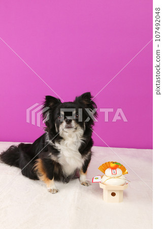 Kagami-mochi and a small black chihuahua photographed against a purple background Kagami-mochi and a small black chihuahua photographed against a purple background 107492048