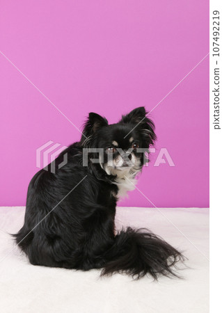 一隻黑色吉娃娃擺出姿勢，頭轉向紫色背景 107492219
