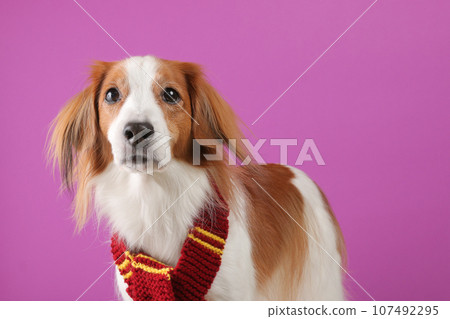 A medium-sized Koikerkhondier posing with a red scarf 107492295