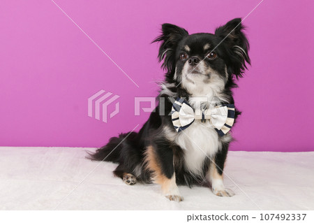 A small black Chihuahua dog wearing a white ribbon around its neck 107492337