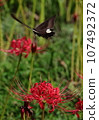 Black swallowtail flying over red cluster amaryllis 107492372