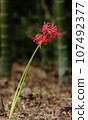 Red spider lily in the bamboo forest 107492377