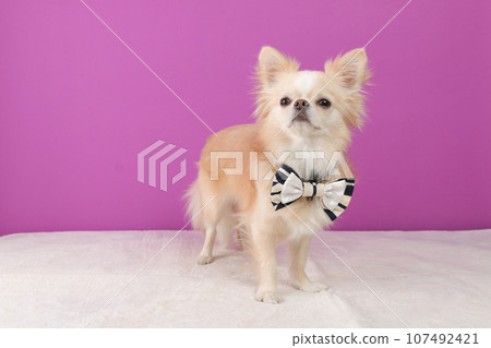A cream-colored chihuahua wearing a white ribbon around its neck A cream-colored chihuahua wearing a white ribbon around its neck 107492421
