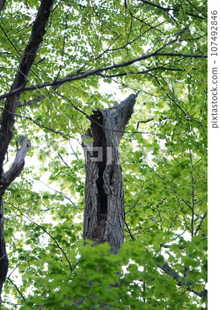 Ezo owl chick visible in the back of the nest 107492846