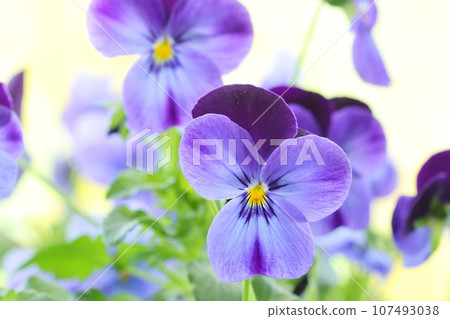 紫色的花，紫羅蘭，紫羅蘭，明亮的背景 107493038