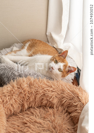 Relaxing cat tea tabby white 107493052