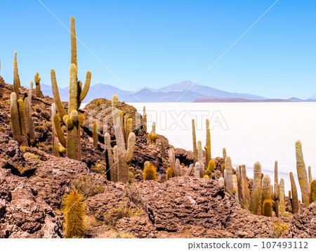 Cactuses on Incahuasi Island, or Inkawasi, or Inka Wasi. Salt flat Salar de Uyuni, Altiplano, Bolivia 107493112
