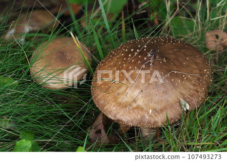 A splendid amanita mushroom A splendid amanita mushroom 107493273