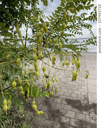 日本槐（Sophora japonica）豆莢：秋季從行道樹上採摘 107493728