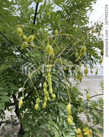 恩吉的豆科植物 恩吉的豆科植物 107493729