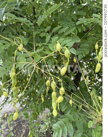 恩吉的豆科植物 恩吉的豆科植物 107493730