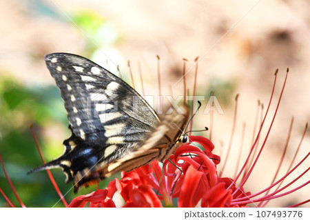 Yellow swallowtail sucking nectar from red spider lily Yellow swallowtail sucking nectar from red spider lily 107493776