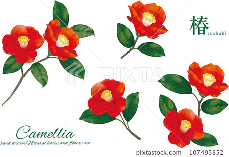 Watercolor hand drawn red camellia cartoon Watercolor hand drawn red camellia cartoon 107493852