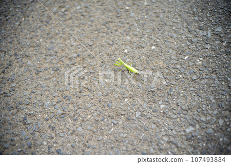 Autumn praying mantis image 107493884
