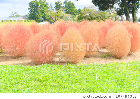 Kochia in autumn colors 107494012