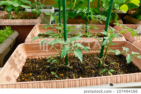 種植在花盆裡的櫻桃番茄幼苗正在生長 107494166