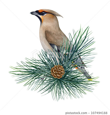 Waxwing bird on the pine branch. Watercolor illustration. Bombycilla garrulus avian. Hand drawn waxwing wildlife forest bird on the conifer twig. Isolated on white background 107494188