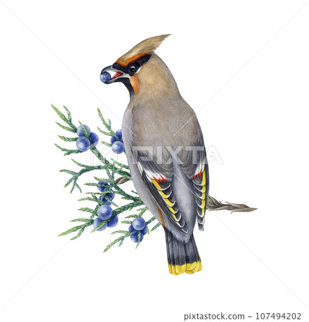 Waxwing bird on the juniper branch with berries. Watercolor illustration. Bombycilla garrulus avian. Hand drawn waxwing wildlife forest bird eating berries on the juniper twig. White background Waxwing bird on the juniper branch with berries. Watercolor illustration. Bombycilla garrulus avian. Hand drawn waxwing wildlife forest bird eating berries on the juniper twig. White background 107494202