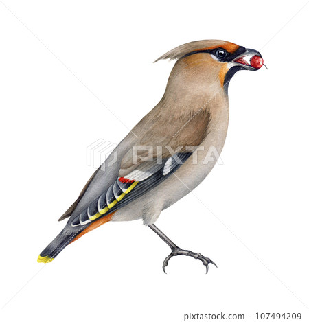 Waxwing bird eating berry. Watercolor illustration. Bombycilla garrulus avian. Hand drawn realistic detailed waxwing wildlife forest bird eating berries. Side view. Isolated on white background Waxwing bird eating berry. Watercolor illustration. Bombycilla garrulus avian. Hand drawn realistic detailed waxwing wildlife forest bird eating berries. Side view. Isolated on white background 107494209