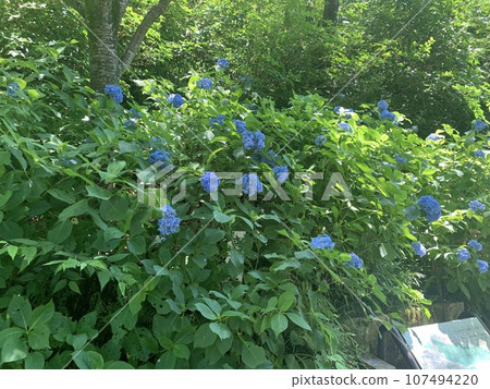 Kyoto's natural summer hydrangeas and summer memories 107494220