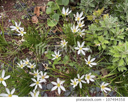 Zephyranthes lilies (a type of bulbous plant) with white flowers that bloom in autumn. Zephyranthes lilies (a type of bulbous plant) with white flowers that bloom in autumn. 107494358
