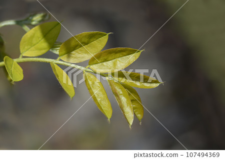 Robinia Pink Cascade 107494369