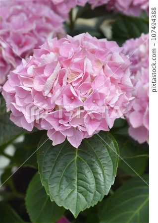 French hydrangea 107494388