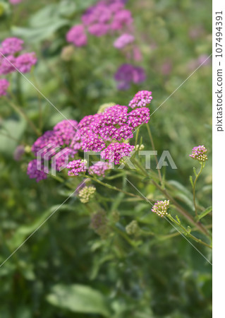 Pink Beauty Yarrow Pink Beauty Yarrow 107494391