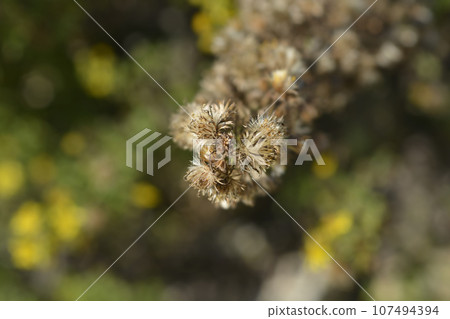 Sticky aster 107494394